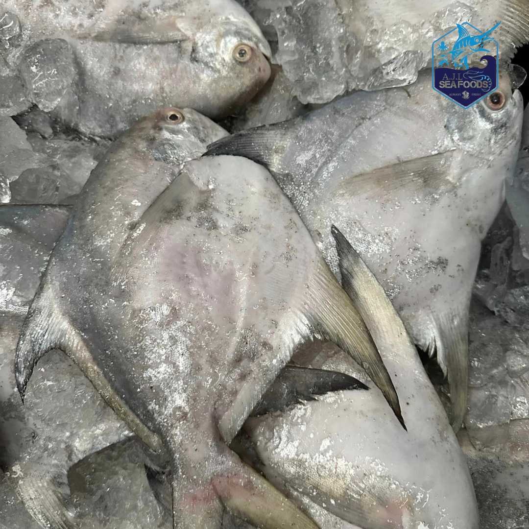 Silver Pomfret -Medium size